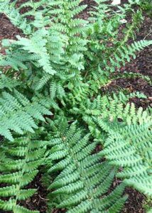 Dryopteris affinis 'Pinderi', Mannetjesvaren