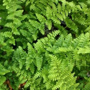 Dryopteris filix-mas 'Barnesii', Mannetjesvaren