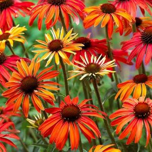 Echinacea purpurea 'Hot Summer', Rode Zonnehoed