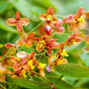 Epimedium warleyense, Elfenbloem