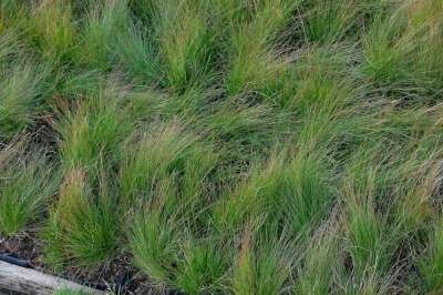 Festuca 'Walberla', Zwenkgras