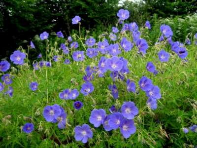 Geranium 'Alan Mayes', Ooievaarsbek