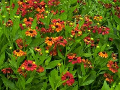 Helenium 'Baudirektor Linne', Zonnekruid