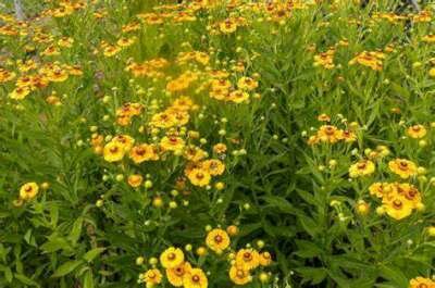 Helenium 'Goldrausch', Zonnekruid