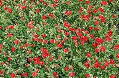 Helianthemum 'Amabile Plenum', Zonneroosje