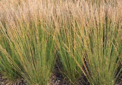 Molinia caerulea 'Strahlenquelle', Pijpestrootje