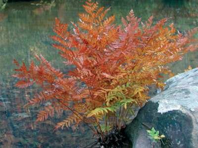 Osmunda regalis 'Purpurascens, Koningsvaren