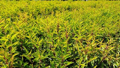 Prunus Lusitanica 'Angustifolia' - Portugese laurier