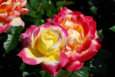 Rosa 'Tricolor' 1.5L, Trosrozen