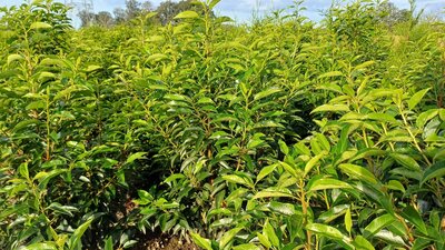 Prunus lus. 'Angustifolia', 80-100 Kluit, Portugese laurier