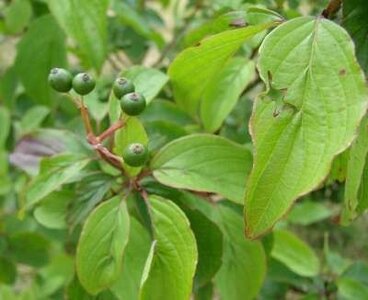 Cornus Mas, Gele Kornoelje, bosplantgoed, 1+1 50/80