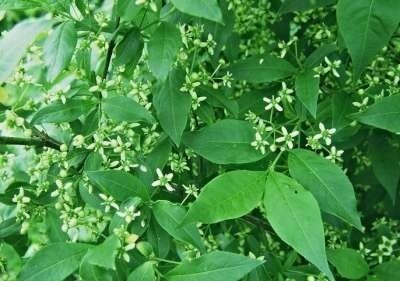 Euonymus europaeus, Kardinaalsmuts, bosplantgoed, 1+1 40/60