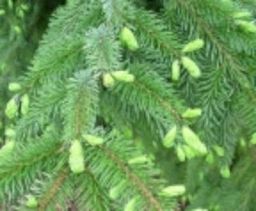 Pinus sylvestris,  1+1 20/30, Grove den, bosplantgoed