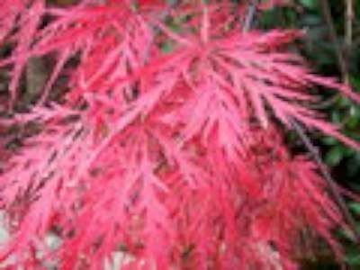 Acer palmatum 'Garnet' 125-150 25L, Japanse esdoorn