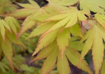 Acer palmatum 'Orange dream' 80-100 10L, Japanse esdoorn