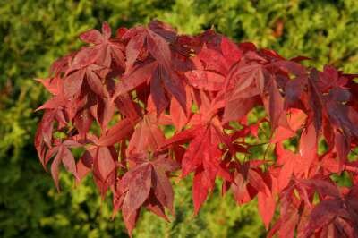 Acer palmatum 'Osakazuki', 125-150 35L