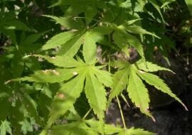 Acer palmatum, 150-175 25L, Japanse esdoorn