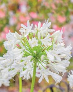 Agapanthus 'Ever White', 25L Afrikaanse lelie