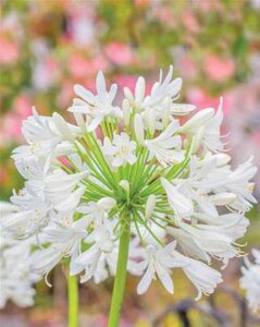 Agapanthus 'Ever White', 25L Afrikaanse lelie