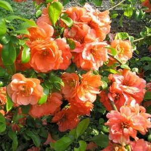 Chaenomeles jap. 'Orange Beauty', 100-125 70L Dwergkwee