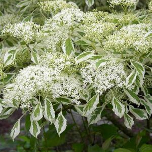 Cornus controversa 'Variegata', 80-100 25L, Reuzenkornoelje