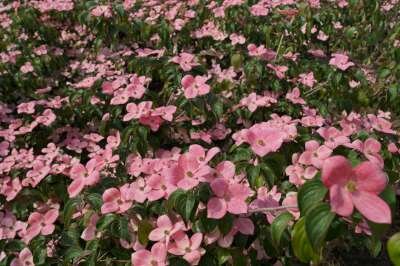 Cornus k. 'Satomi', 80-100 25L Kornoelje