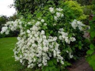 Exochorda macr. 'The Bride', 120-140 25L Parelstruik