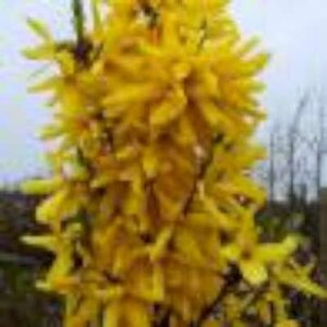 Forsythia int. 'Spectabilis', 100-125 25L, Chinees klokje