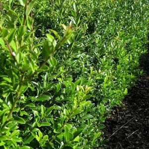 Ilex max. 'Kanehirae', 160-180 35L, Japanse hulst (Mutchagara)