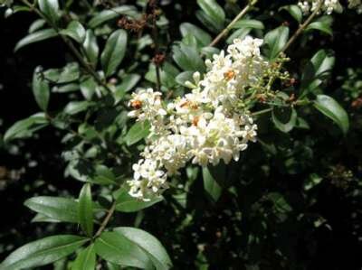 Ligustrum jap. 'Texanum', 100-125 25L Japanse liguster