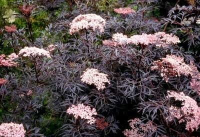 Sambucus nigra 'Black Lace', ® 80-100 15L Vlier (= Eva)