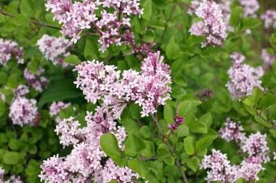 Syringa meyeri 'Palibin', 80-100 25L Dwergsering