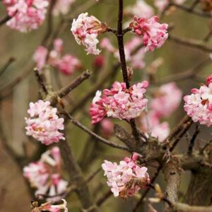 Viburnum bodn. 'Charles Lamont', 125-150 45L Sneeuwbal