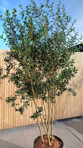 Osmanthus burkwoodii, 150/175 cm 70L, meerstammig, Schijnhulst