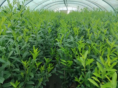 Prunus Laur. 'Caucasica' 3L, 80-100 Laurierkers