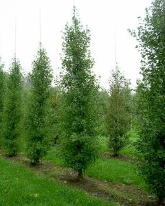 Ginkgo bil. 'Fastigiata Blagon', 8/10 Draadkluit, Japanse notenboom