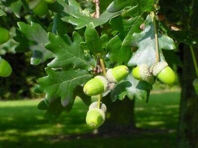 Quercus robur, 14/16 Draadkluit, Zomereik