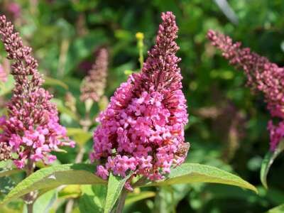 Buddleja davidii 'Butterfly Candy Little Pink' 3L 30-40 cm, Vlinderstruik