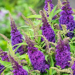 Buddleja davidii 'Butterfly Candy Little Purple' 3L 30-40 cm, Vlinderstruik
