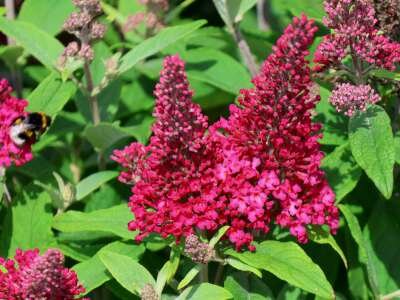 Buddleja davidii 'Butterfly Candy Little Ruby' 3L 30-40 cm, Vlinderstruik