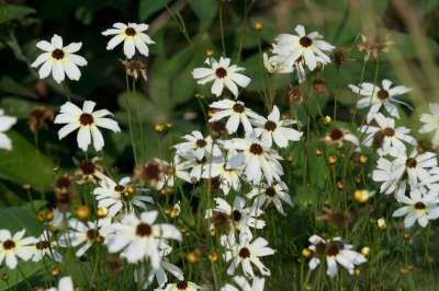 Coreopsis verticillata 'Fool's Gold'', Meisjesogen