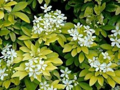Choisya ternata 'Brica' (Sundance), 20-30 Mexicaanse oranjebloesem