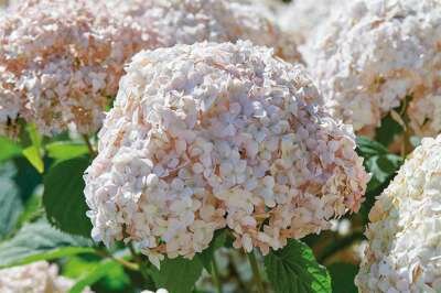 Hydrangea arborescens 'Candybelle Marshmallow', 30-40 3L, Hortensia