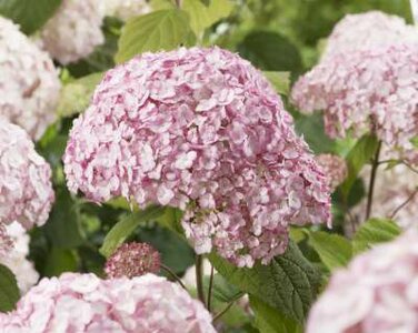 Hydrangea arborescens 'Candybelle Bubblegum', 30-40 3L, Hortensia