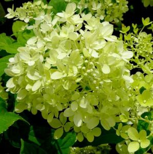 Hydrangea pan. 'Little Lime', 30-40 cm 3L, Pluimhortensia (Jane) ®