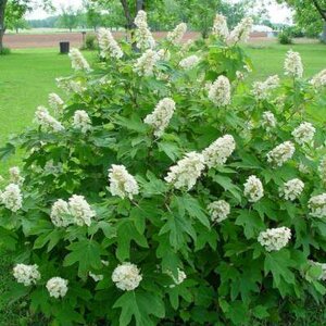 Hydrangea quercifolia 'Alice', 40-60 10L, Hortensia