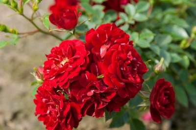 Rosa 'Fairy Dance' 1,5L, Trosrozen