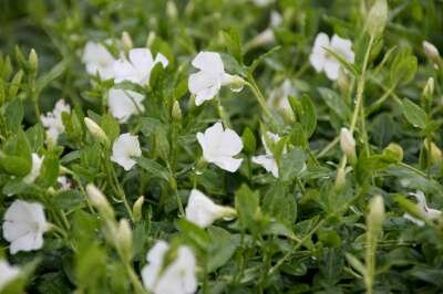 Vinca minor 'Elisa', Kleine maagdenpalm