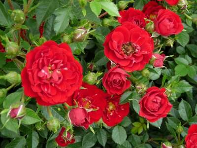 Rosa 'Rote the Fairy' 1.5L, Trosrozen