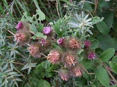 Arctium minus, Gewone klit